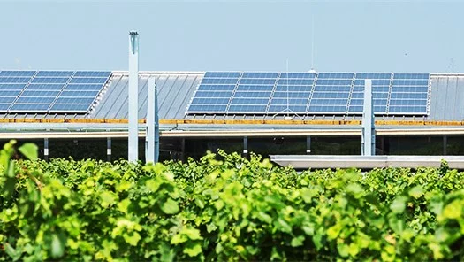 Photovoltaikanlage hinter Weinstöcken.