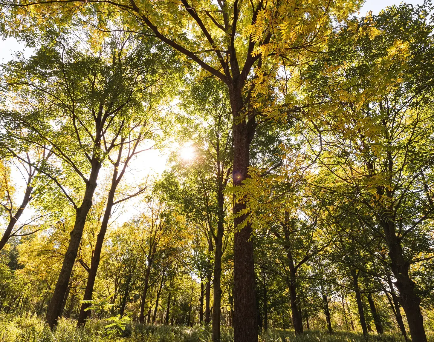 Wir blicken von unten  nach oben in einen Laubwald. Die Frühlingssonne strahlt durch die Baumkronen. Die Blätter schimmern gelblich grün.