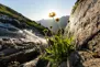 Ein Bergbach bahnt sich seinen Weg in die Tiefe. Die Sonne strahl und der Himmel ist blau. Ein gelbe Blume steht im Vordergrund.
