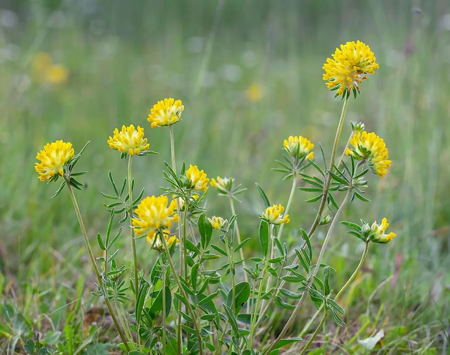 Eine Nahaufnahme einer gelben Blume namens Wundklee.