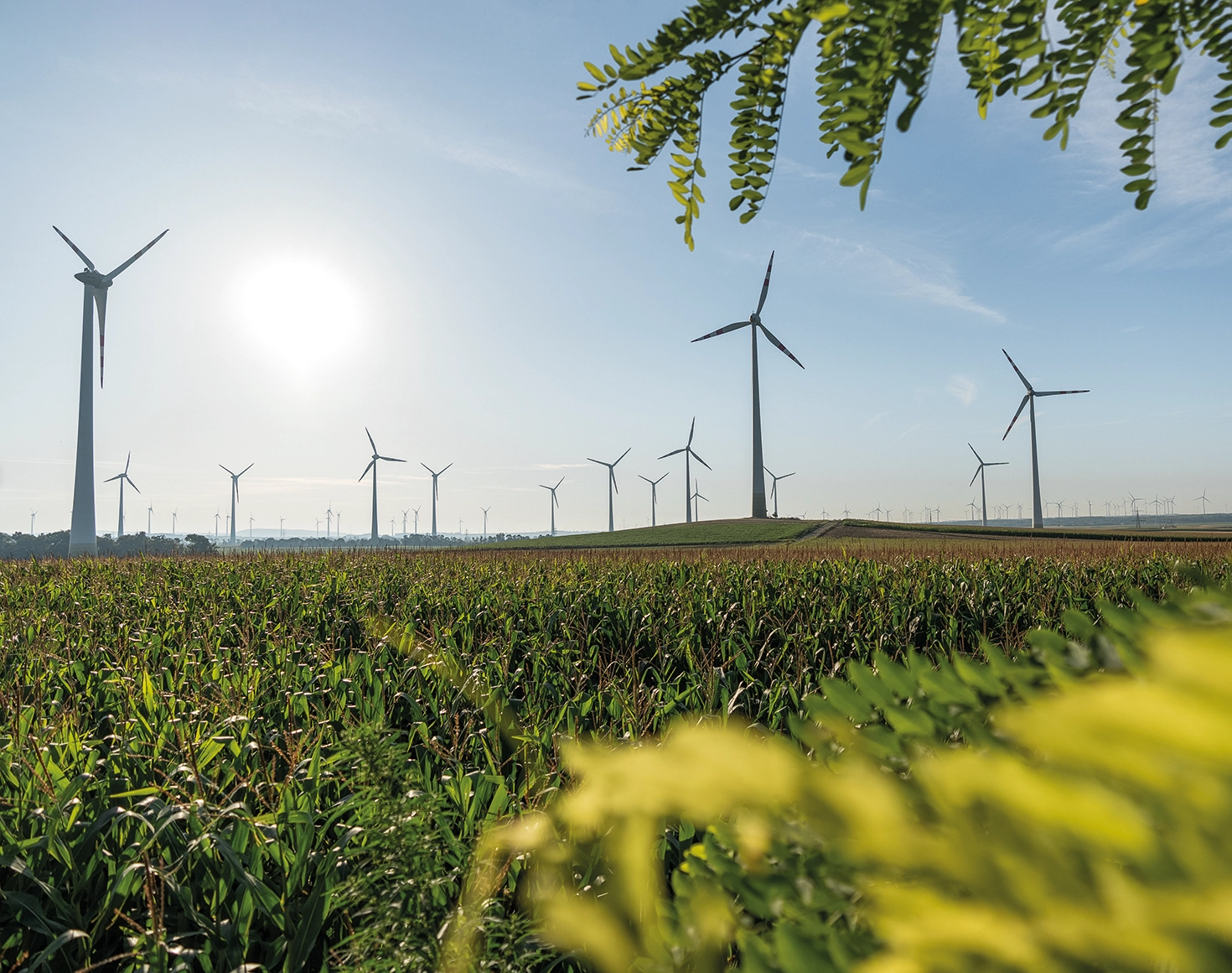 In the background, wind turbines turn in front of a blue sky. A rapeseed field and bushes can be seen in the foreground.