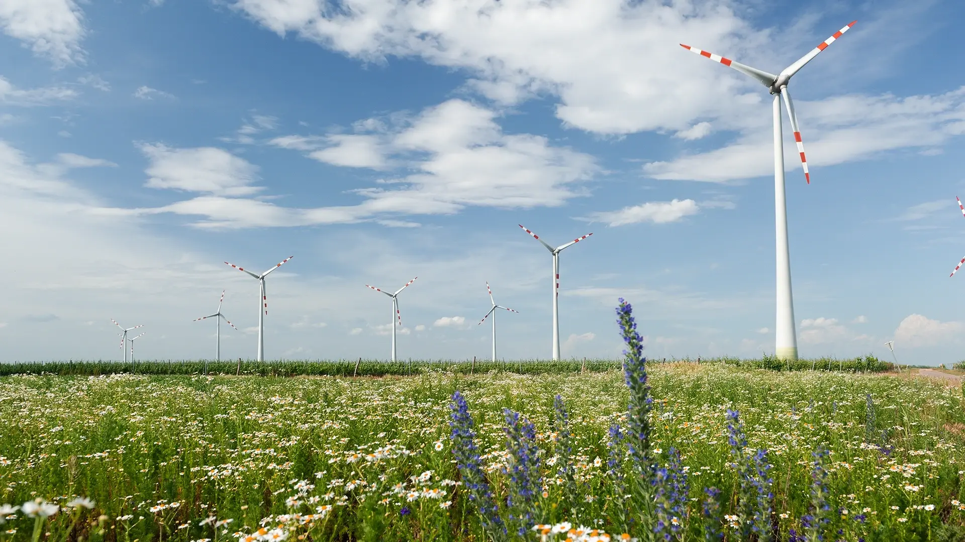 In the background a wind park with numerous wind turbines, in the foreground a wild meadow with flowers.