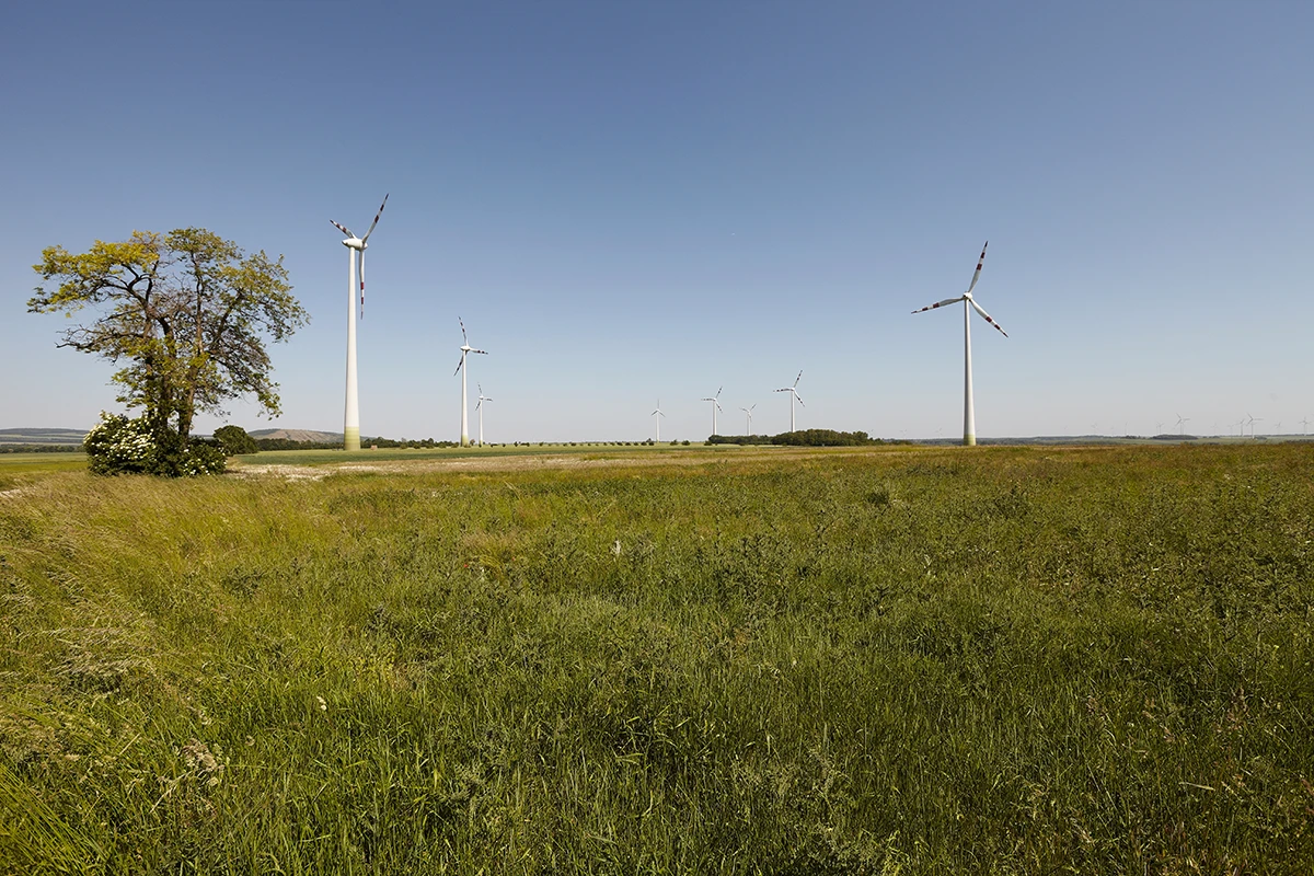 Eine weite Wiesenlandschaft mit vereinzelten Windrädern und einem kleinen Baum auf der rechten Seite.