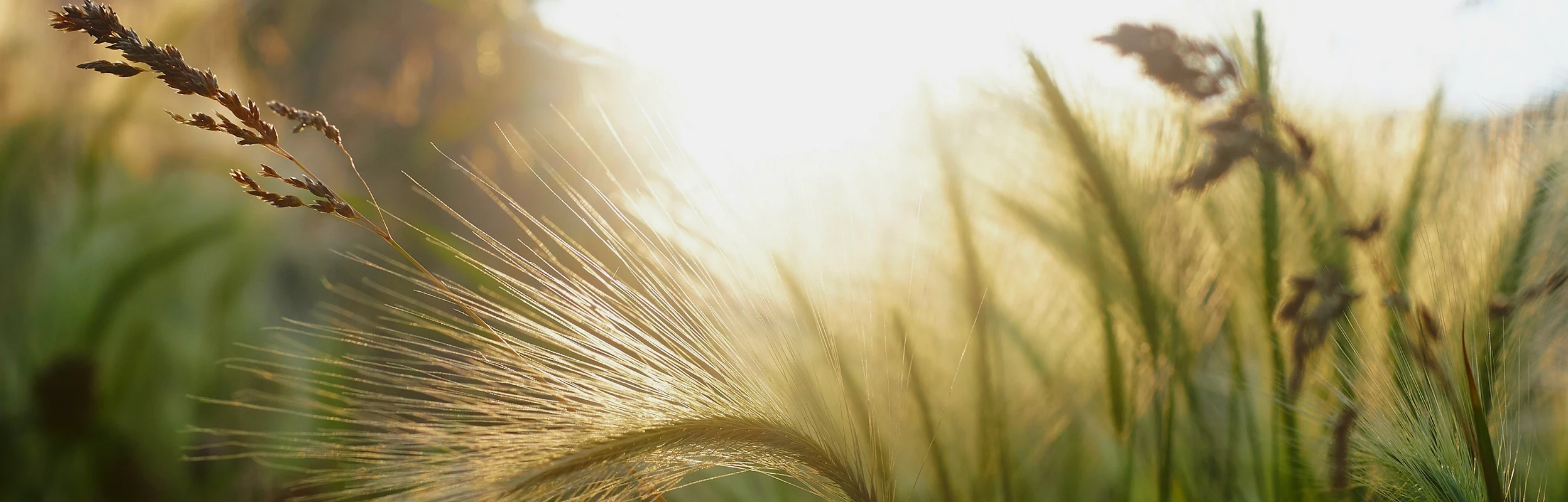 Eine Kornblume im Wiesenfeld wird durch die Morgensonne angestrahlt.