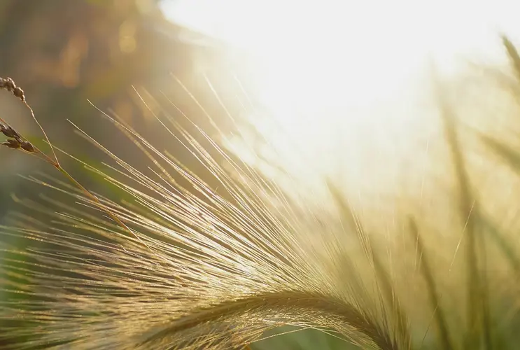 Eine Kornblume im Wiesenfeld wird durch die Morgensonne angestrahlt.