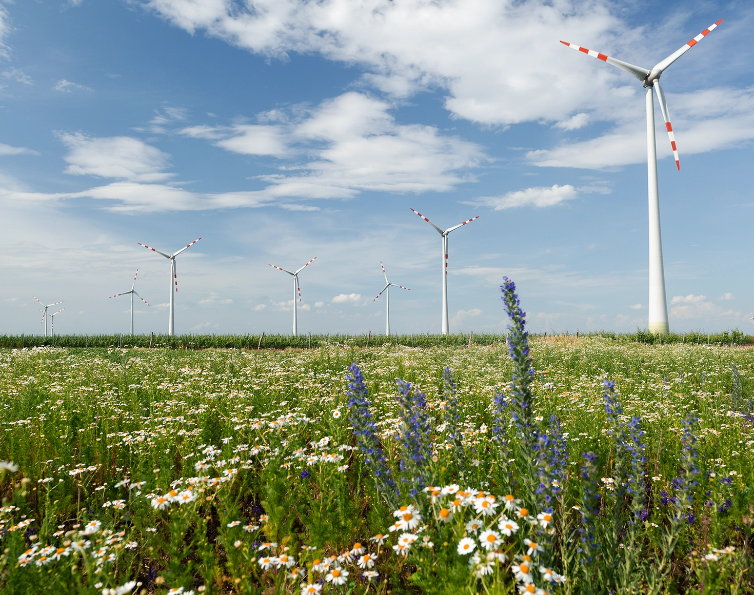 In the foreground you can see a colorful flower meadow - in the background some wind turbines and a blue sky.