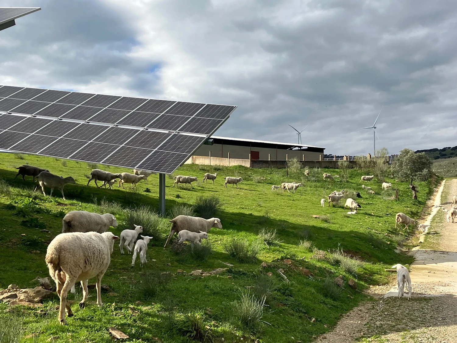 We see a pasture with a photovoltaic system where sheep and lambs are grazing. Several wind turbines are visible in the distance.